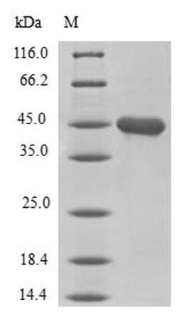 (Tris-Glycine gel) Discontinuous SDS-PAGE (reduced) with 5% enrichment gel and 15% separation gel.