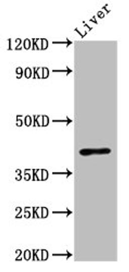 Western Blot. Positive WB detected in: Mouse liver tissue. All lanes: OPRL1 antibody at 3ug/ml. Secondary. Goat polyclonal to rabbit IgG at 1/50000 dilution. Predicted band size: 41 kDa. Observed band size: 41 kDa. 