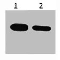 Western blot analysis of CBP recombinant protein, diluted at 1) 1:5000  2) 1:10000