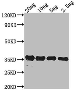 Western Blot. Positive WB detected in Recombinant protein. All lanes: pdeH antibody at 1:2000. Secondary. Goat polyclonal to rabbit IgG at 1/50000 dilution. Predicted band size: 35.31 kDa. Observed band size: 34 kDa. 