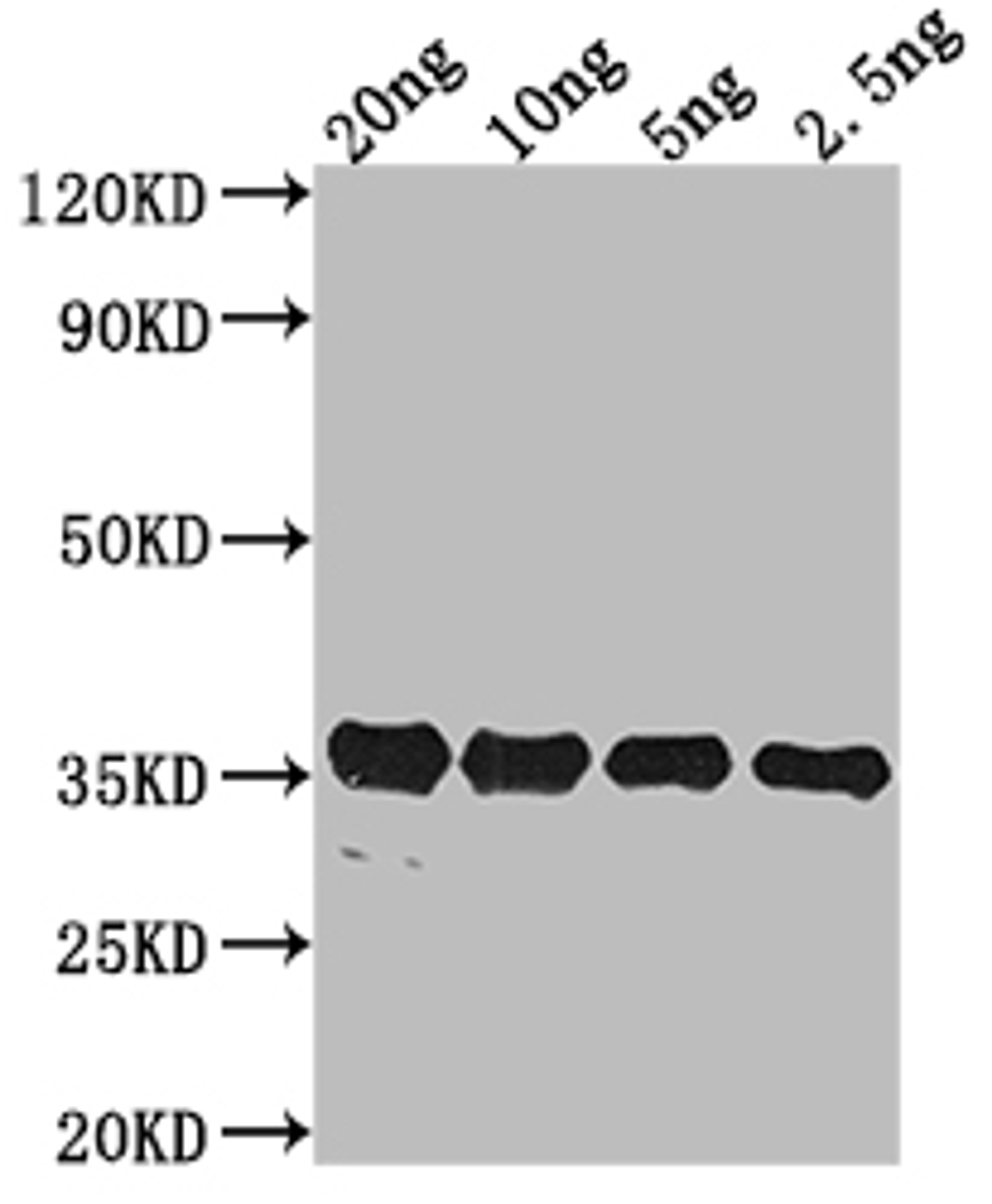 Western Blot. Positive WB detected in Recombinant protein. All lanes: pdeH antibody at 1:2000. Secondary. Goat polyclonal to rabbit IgG at 1/50000 dilution. Predicted band size: 35.31 kDa. Observed band size: 34 kDa. 