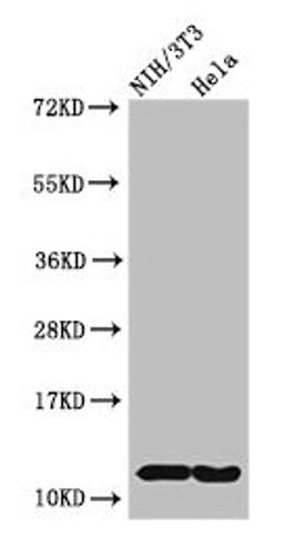 Western Blot. Positive WB detected in: NIH/3T3 cell acid extracts, Hela cell acid extracts. All lanes: HIST1H4A antibody at 2µg/ml. Secondary. Goat polyclonal to rabbit IgG at 1/50000 dilution. Predicted band size: 12 kDa. Observed band size: 12 kDa
