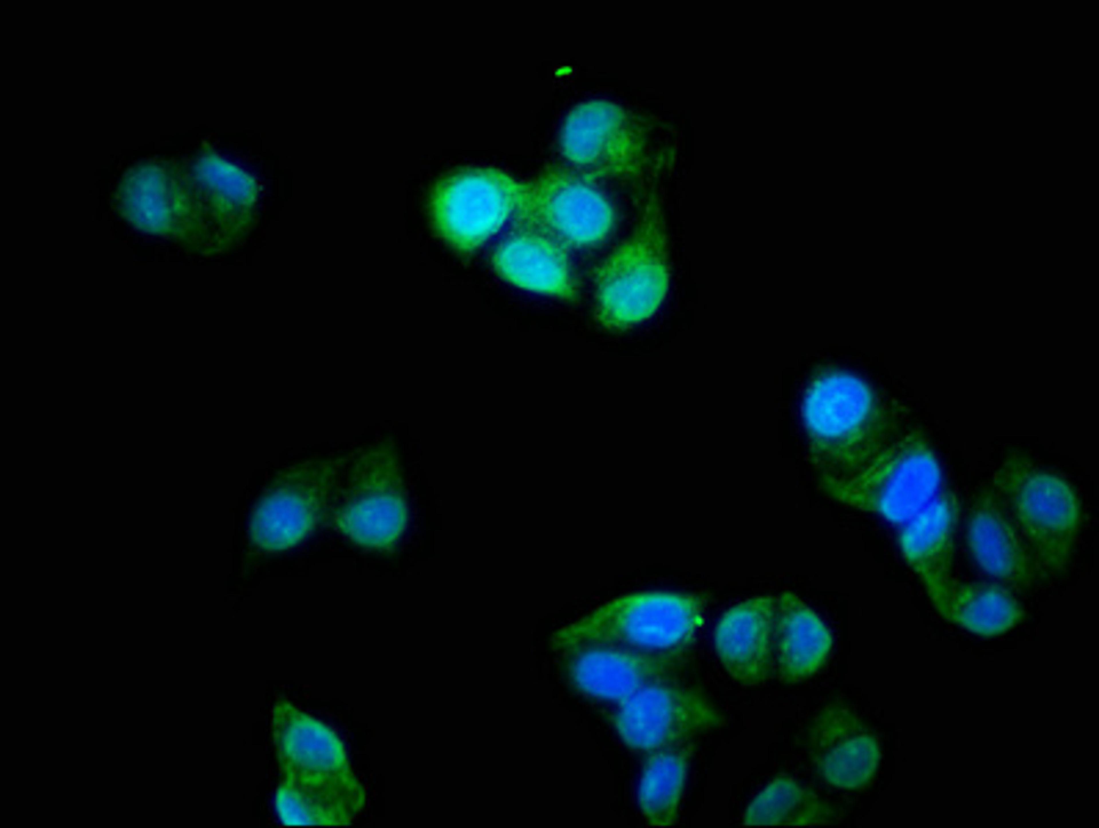 Immunofluorescence staining of Hela cells with CSB-PA07939A0Rb at 1:200, counter-stained with DAPI. The cells were fixed in 4% formaldehyde, permeabilized using 0.2% Triton X-100 and blocked in 10% normal Goat Serum. The cells were then incubated with the antibody overnight at 4°C. The secondary antibody was Alexa Fluor 488-congugated AffiniPure Goat Anti-Rabbit IgG(H+L).