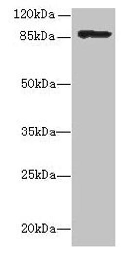 Western blot. All lanes: inlA antibody at 10µg/ml + 293T whole cell lysate. Secondary. Goat polyclonal to rabbit IgG at 1/10000 dilution. Predicted band size: 87 kDa. Observed band size: 87 kDa