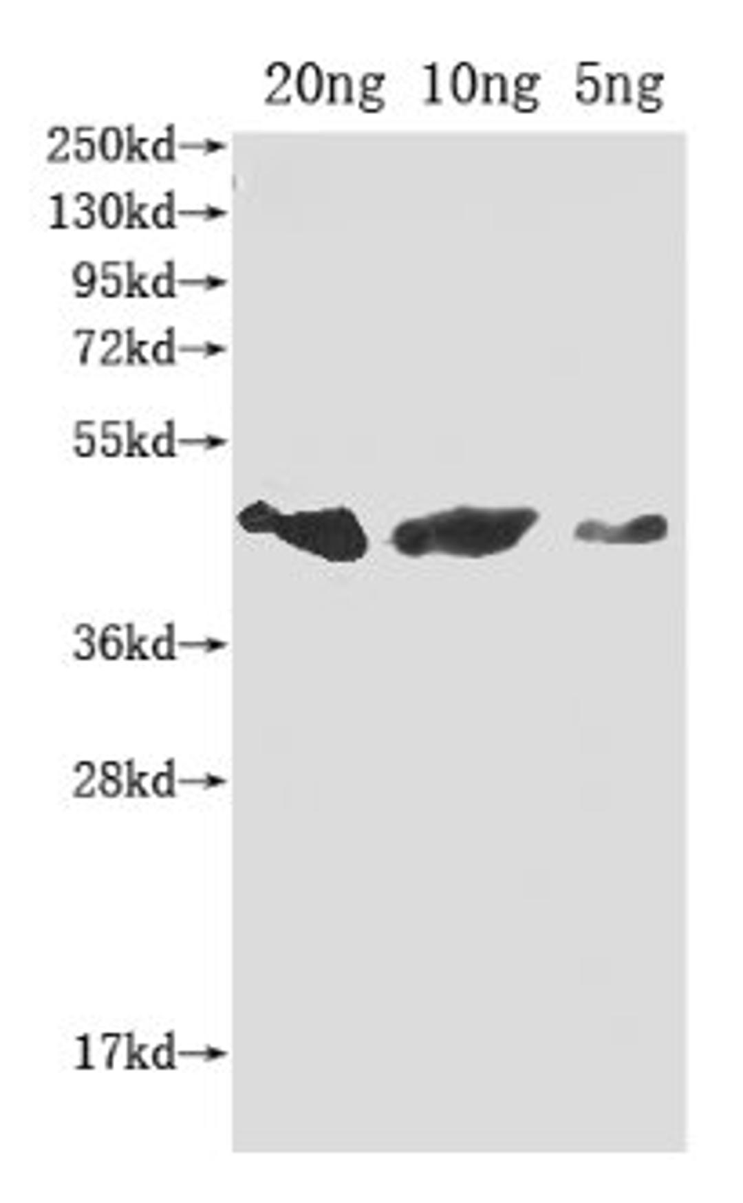 Western Blot. Positive WB detected in Recombinant protein. All lanes: flu antibody at 1:2000. Secondary. Goat polyclonal to rabbit IgG at 1/50000 dilution. Predicted band size: 42 kDa. Observed band size: 42 kDa. 