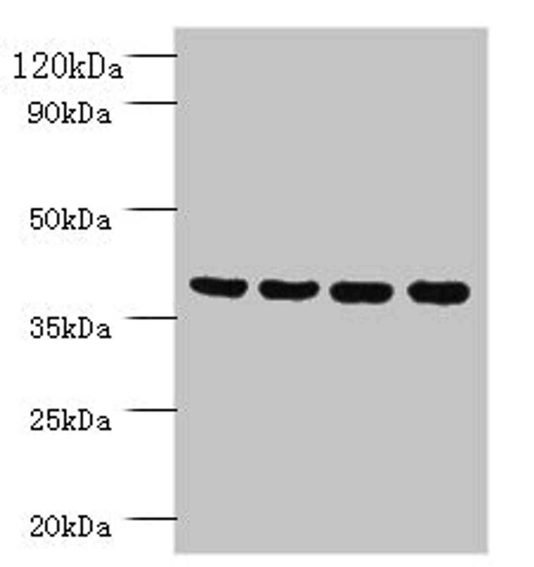 Western blot. All lanes: Prootein FAM110B antibody at 2ug/ml. Lane 1: Mouse sexual gland tissue. Lane 2: HepG2 whole cell lysate. Lane 3: Mouse spleen tissue. Lane 4: A431 whole cell lysate. Secondary. Goat polyclonal to rabbit IgG at 1/10000 dilution. Predicted band size: 41 kDa. Observed band size: 41 kDa. 