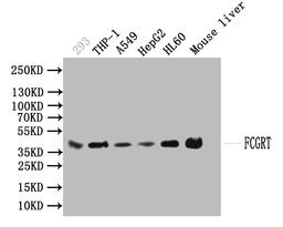 Western blot. All lanes: FCGRT antibody at 2µg/ml. Lane 1: HepG2 whole cell lysate. Lane 2: Mouse liver tissue. Lane 3: A549 whole cell lysate. Secondary. Goat polyclonal to rabbit IgG at 1/10000 dilution. Predicted band size: 40 kDa. Observed band size: 40 kDa