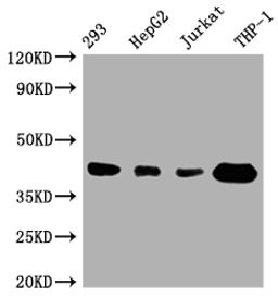 Western Blot. Positive WB detected in: 293 whole cell lysate, HepG2 whole cell lysate, Jurkat whole cell lysate, THP-1 whole cell lysate. All lanes: TMEM173 antibody at 1:1000. Secondary. Goat polyclonal to rabbit IgG at 1/50000 dilution. Predicted band size: 43 kDa. Observed band size: 43 kDa. 