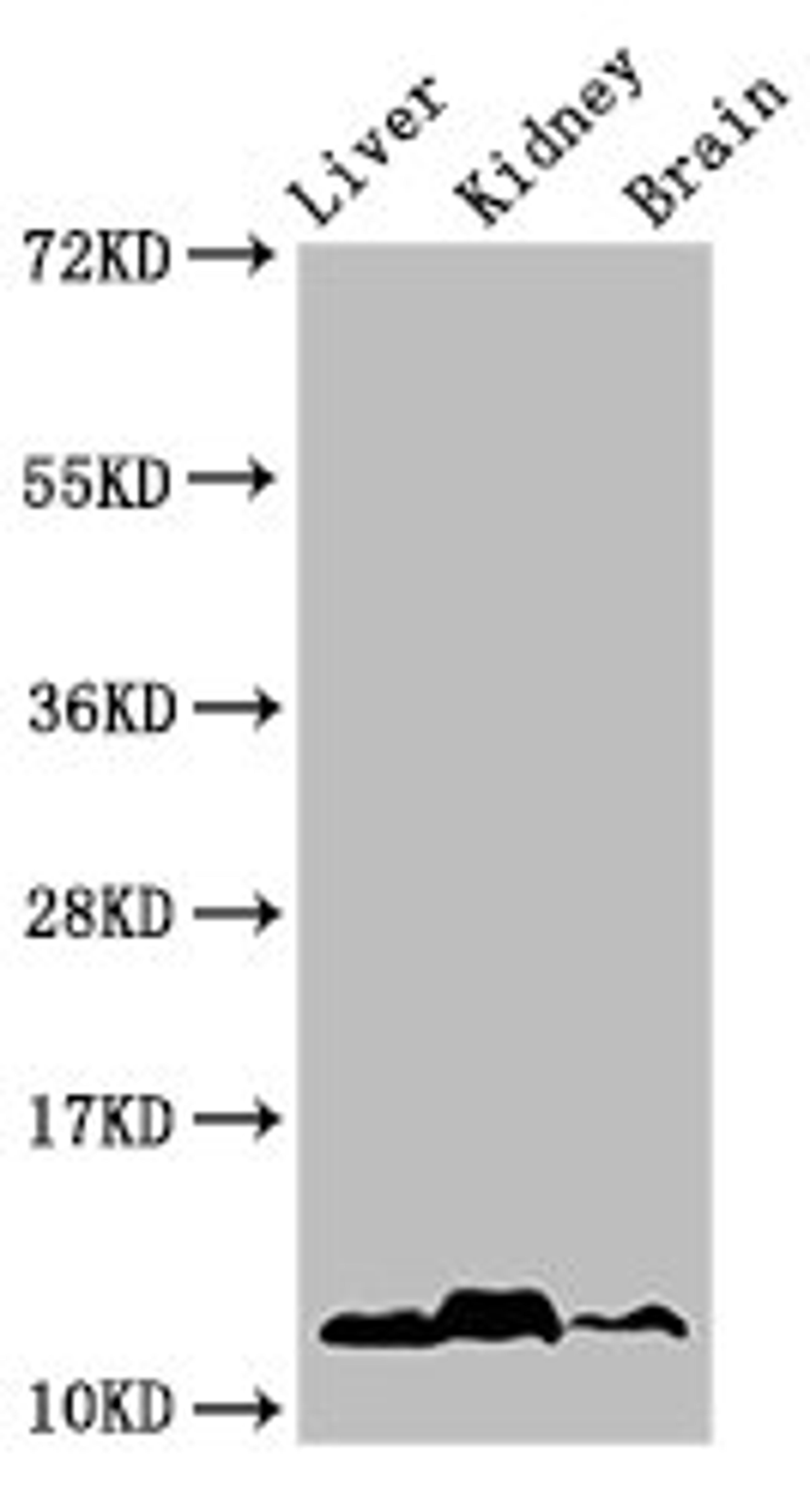 Western Blot. Positive WB detected in: Mouse liver tissue, Mouse kideny tissue, Mouse brain tissue. All lanes: HIST1H4A antibody at 1µg/ml. Secondary. Goat polyclonal to rabbit IgG at 1/50000 dilution. Predicted band size: 12 kDa. Observed band size: 12 kDa