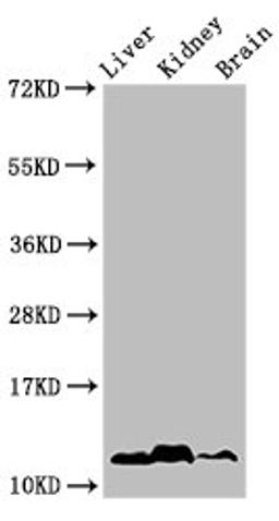 Western Blot. Positive WB detected in: Mouse liver tissue, Mouse kideny tissue, Mouse brain tissue. All lanes: HIST1H4A antibody at 1µg/ml. Secondary. Goat polyclonal to rabbit IgG at 1/50000 dilution. Predicted band size: 12 kDa. Observed band size: 12 kDa