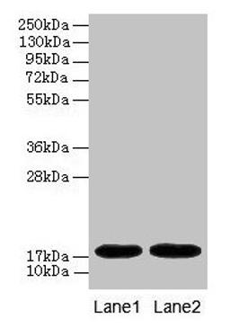 Western blot. All lanes: MB antibody at 2µg/ml. Lane 1: Rat heart tissue. Lane 2: Mouse heart tissue. Secondary. Goat polyclonal to rabbit IgG at 1/10000 dilution. Predicted band size: 18 kDa. Observed band size: 18 kDa
