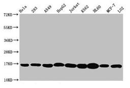 Western Blot. Positive WB detected in: Hela whole cell lysate, 293 whole cell lysate, A549 whole cell lysate, HepG2 whole cell lysate, Jurkat whole cell lysate, K562 whole cell lysate, HL60 whole cell lysate, MCF-7 whole cell lysate, LO2 whole cell lysate. All lanes: HIST1H3A antibody at 1:500. Secondary. Goat polyclonal to rabbit IgG at 1/40000 dilution. Predicted band size: 16 kDa. Observed band size: 16 kDa