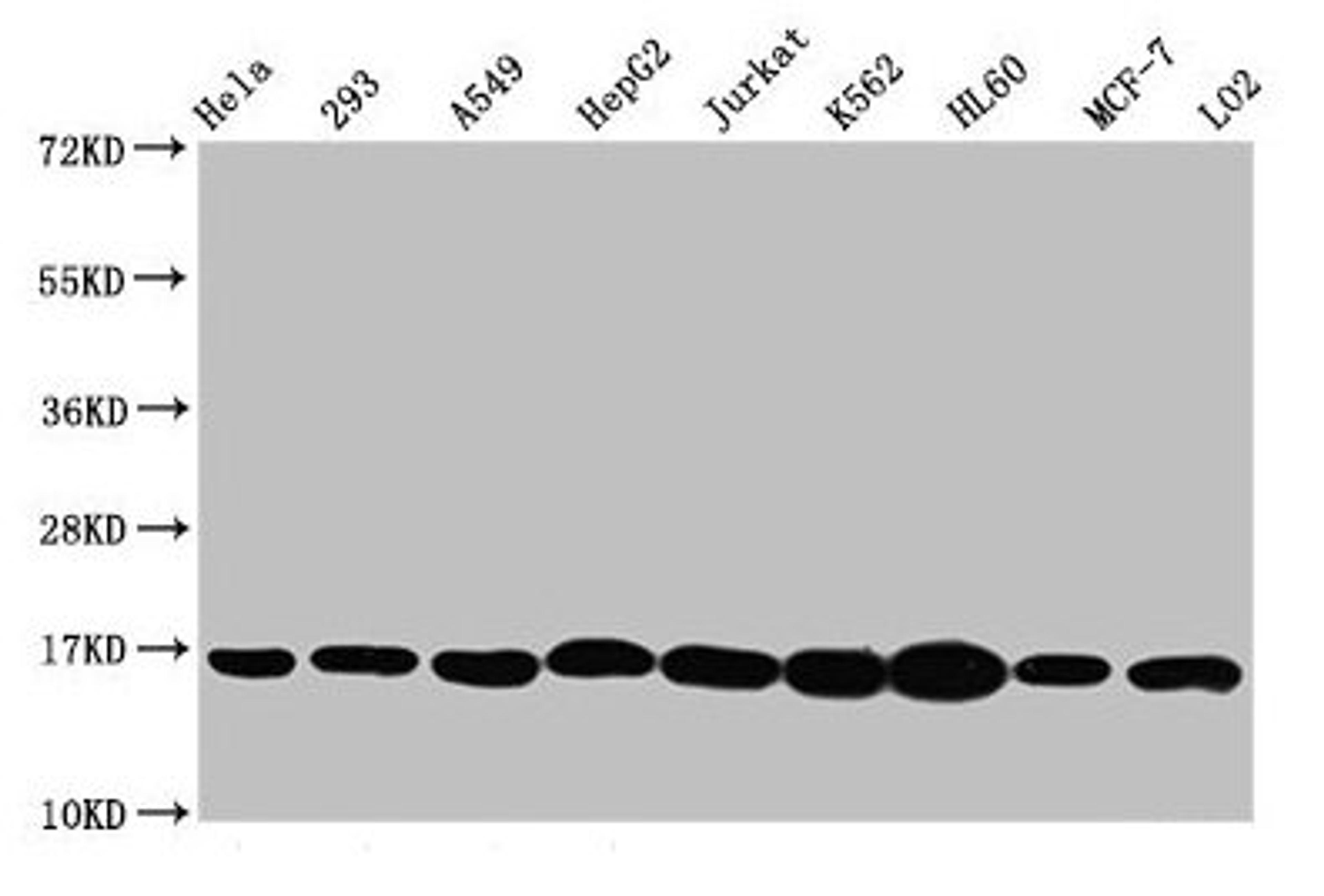 Western Blot. Positive WB detected in: Hela whole cell lysate, 293 whole cell lysate, A549 whole cell lysate, HepG2 whole cell lysate, Jurkat whole cell lysate, K562 whole cell lysate, HL60 whole cell lysate, MCF-7 whole cell lysate, LO2 whole cell lysate. All lanes: HIST1H3A antibody at 1:500. Secondary. Goat polyclonal to rabbit IgG at 1/40000 dilution. Predicted band size: 16 kDa. Observed band size: 16 kDa