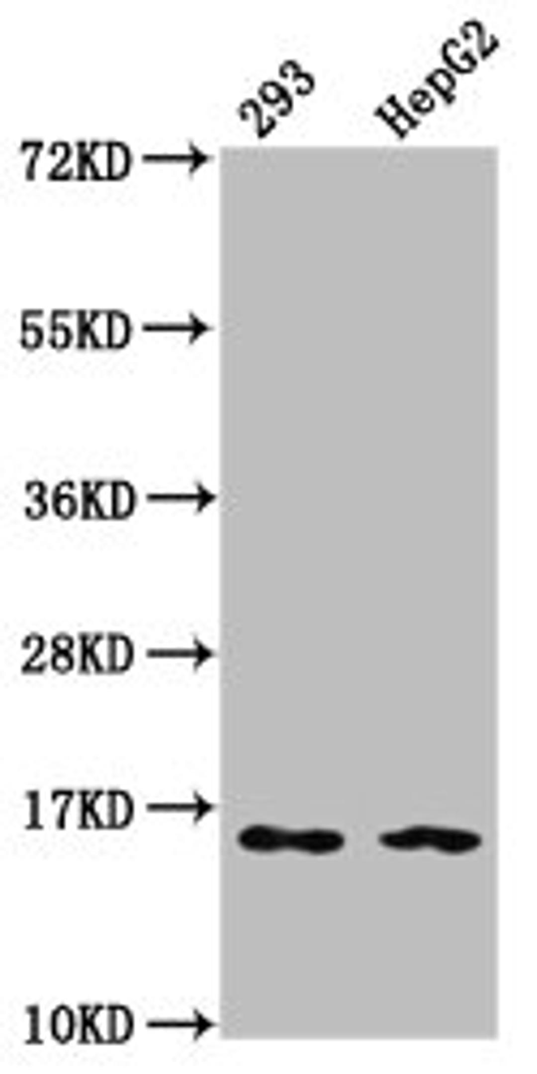 Western Blot. Positive WB detected in: 293 whole cell lysate, HepG2 whole cell lysate. All lanes: HIST1H3A antibody at 0.16µg/ml. Secondary. Goat polyclonal to rabbit IgG at 1/50000 dilution. Predicted band size: 16 kDa. Observed band size: 16 kDa