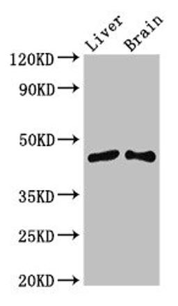 Western Blot. Positive WB detected in: Mouse liver tissue, Mouse brain tissue. All lanes: SIRT3 antibody at 3.4ug/ml. Secondary. Goat polyclonal to rabbit IgG at 1/50000 dilution. Predicted band size: 44, 29 kDa. Observed band size: 44 kDa. 