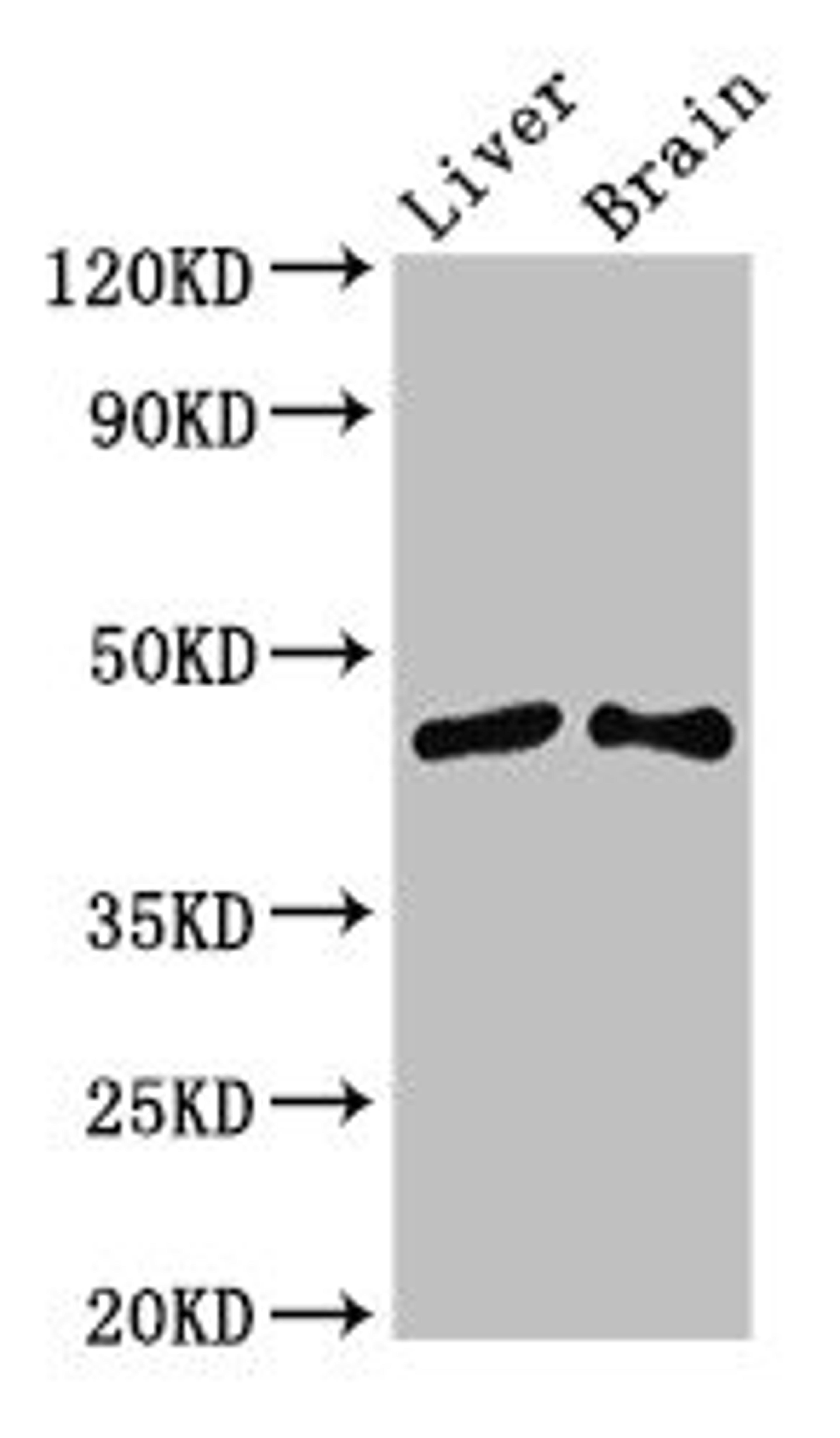 Western Blot. Positive WB detected in: Mouse liver tissue, Mouse brain tissue. All lanes: SIRT3 antibody at 3.4ug/ml. Secondary. Goat polyclonal to rabbit IgG at 1/50000 dilution. Predicted band size: 44, 29 kDa. Observed band size: 44 kDa. 