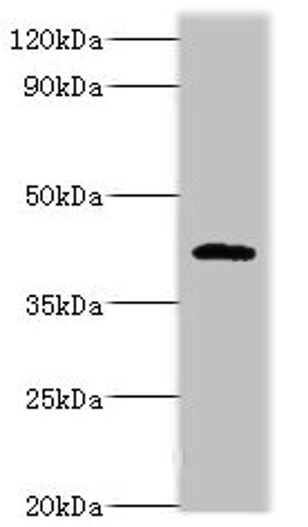 Western blot. All lanes: PARL antibody at 6ug/ml + NIH/3T3 whole cell lysate. Secondary. Goat polyclonal to rabbit IgG at 1/10000 dilution. Predicted band size: 43, 37 kDa. Observed band size: 47 kDa. 