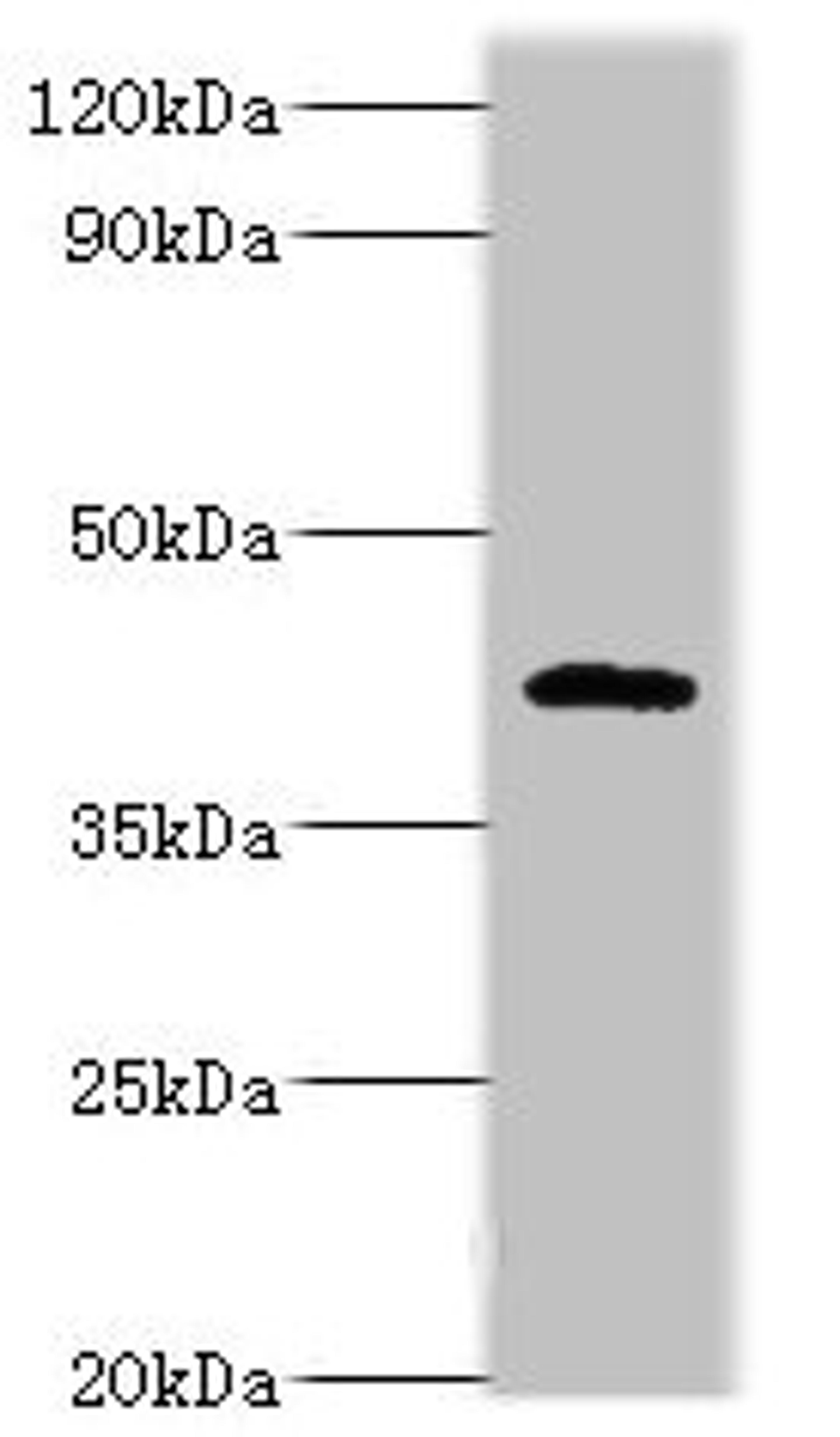 Western blot. All lanes: PARL antibody at 6ug/ml + NIH/3T3 whole cell lysate. Secondary. Goat polyclonal to rabbit IgG at 1/10000 dilution. Predicted band size: 43, 37 kDa. Observed band size: 47 kDa. 