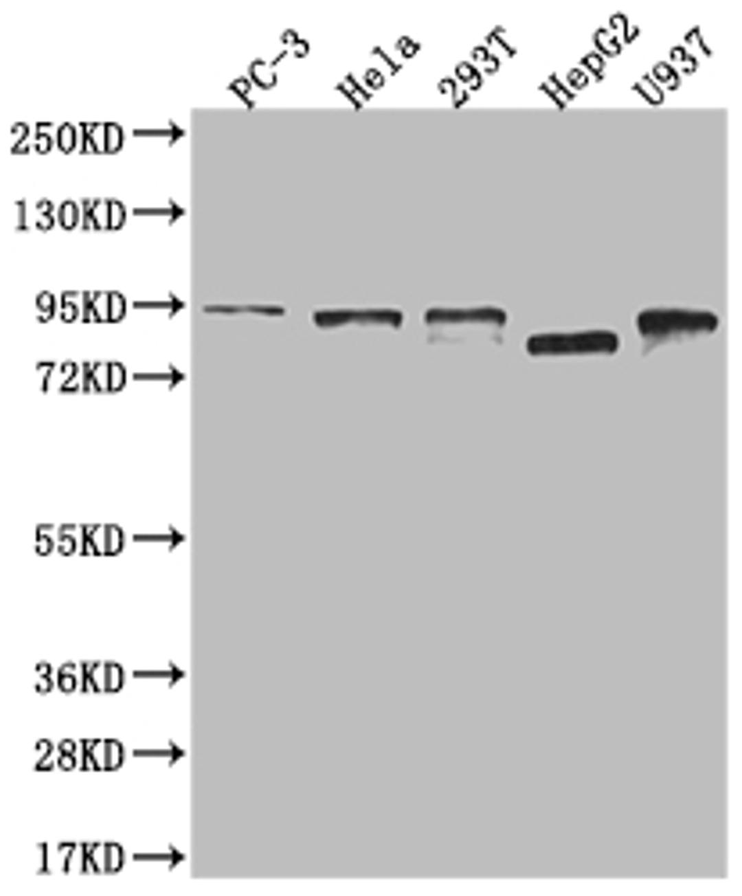 Western Blot. Positive WB detected in: PC3 whole cell lysate, Hela whole cell lysate, 293T whole cell lysate, HepG2 whole cell lysate, U937 whole cell lysate. All lanes: DBF4 antibody at 1:2000. Secondary. Goat polyclonal to rabbit IgG at 1/50000 dilution. Predicted band size: 77, 27 kDa. Observed band size: 72-95 kDa. 