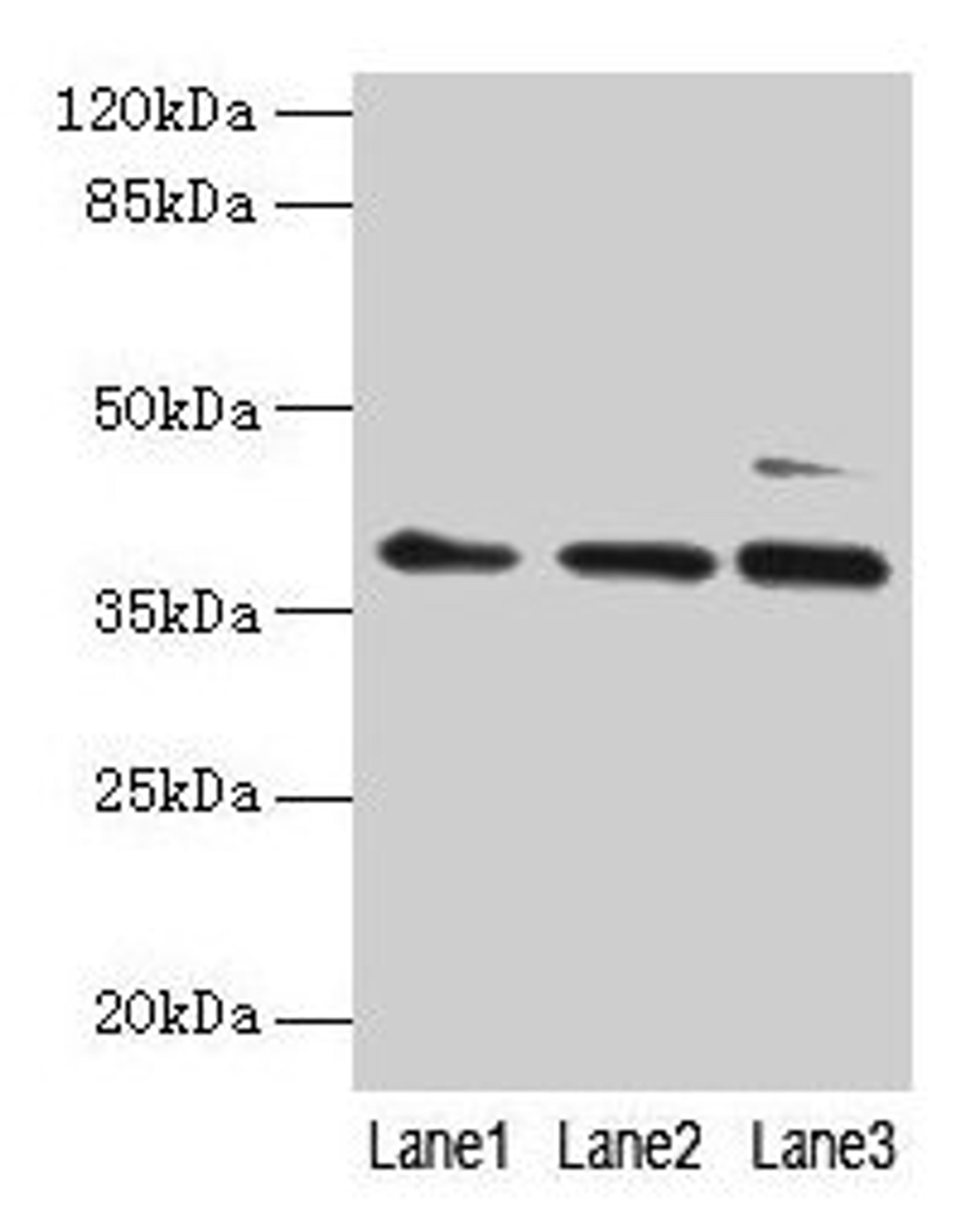 Western blot. All lanes: MRPL3 antibody at 6µg/ml. Lane 1: Hela whole cell lysate. Lane 2: HepG2 whole cell lysate. Lane 3: A549 whole cell lysate. Secondary. Goat polyclonal to rabbit IgG at 1/10000 dilution. Predicted band size: 39 kDa. Observed band size: 39 kDa