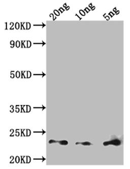 Western Blot. Positive WB detected in Recombinant protein. All lanes: Major mite allergen Der p 23 antibody at 1:2000. Secondary. Goat polyclonal to rabbit IgG at 1/50000 dilution. Predicted band size: 20 kDa. Observed band size: 23 kDa. 