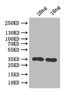 Western Blot. Positive WB detected in: recombinant protein. All lanes:RSC2 Antibody at 1:1000. Secondary. Goat polyclonal to rabbit IgG at 1/50000 dilution. Predicted band size: 32 kDa. Observed band size: 35 kDa. 