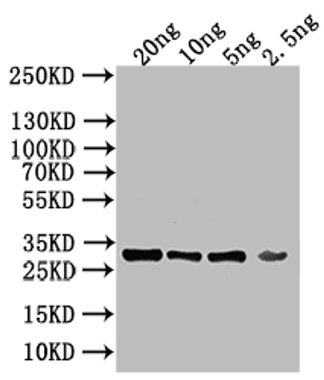 Western Blot. Positive WB detected in: recombinant protein. All lanes: KAP123 Antibody at 1:1000. Secondary. Goat polyclonal to rabbit IgG at 1/50000 dilution. Predicted band size: 28 kDa. Observed band size: 28 kDa. 