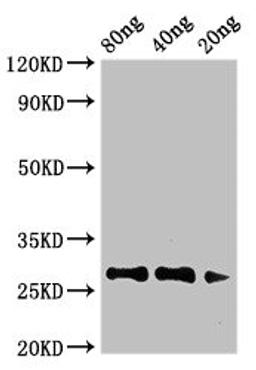 Western Blot. Positive WB detected in Recombinant protein. All lanes: Major pollen allergen Art v 1 antibody at 3.4µg/ml. Secondary. Goat polyclonal to rabbit IgG at 1/50000 dilution. predicted band size: 27 kDa. observed band size: 27 kDa