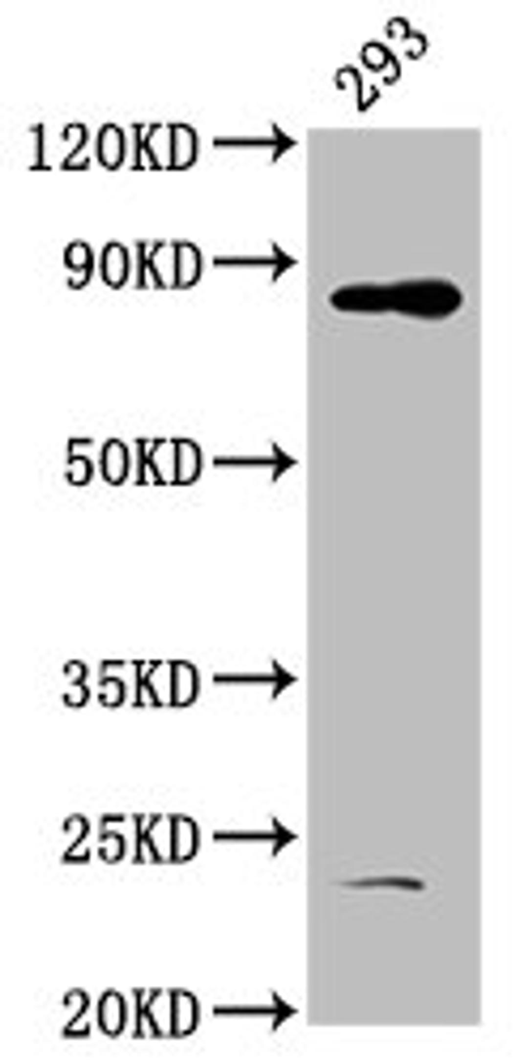 Western Blot. Positive WB detected in: 293 whole cell lysate. All lanes: HOOK3 antibody at 4.9µg/ml. Secondary. Goat polyclonal to rabbit IgG at 1/50000 dilution. Predicted band size: 84 kDa. Observed band size: 84 kDa