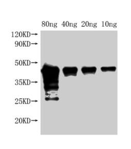 Western Blot. Positive WB detected in Recombinant protein. All lanes: Met antibody at 1:2000. Secondary. Goat polyclonal to rabbit IgG at 1/50000 dilution. Predicted band size: 42 kDa. Observed band size: 45 kDa. 
