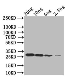 Western Blot.  Positive WB detected in: mpt64 293T Transfected lysate, 293T non-Transfected lysate.  All lanes: mpt64 antibody at 1:2000.  Secondary.  Goat polyclonal to rabbit IgG at 1/50000 dilution.  Predicted band size: 51 kDa.  Observed band size: 51 kDa. 