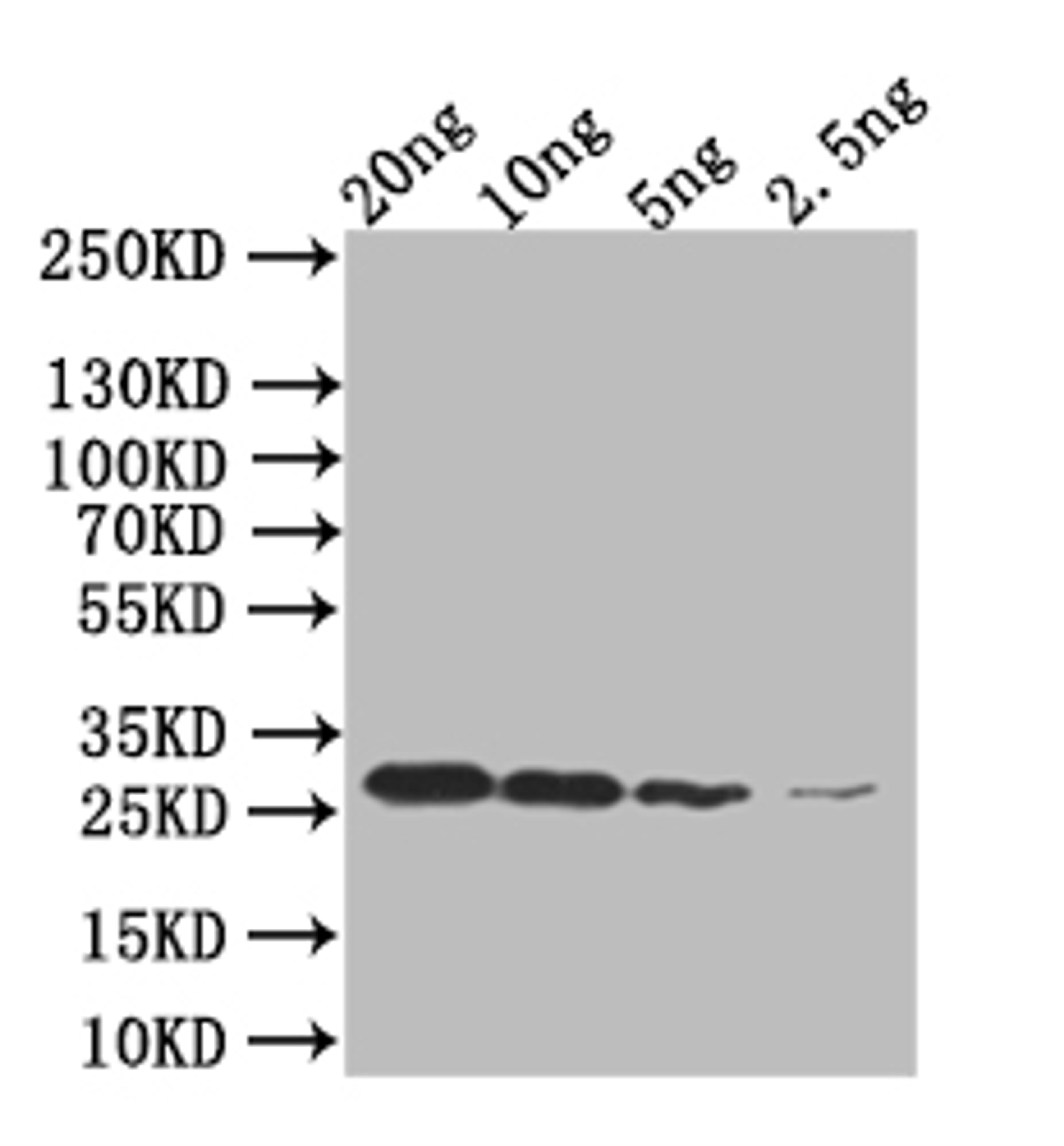 Western Blot.  Positive WB detected in: mpt64 293T Transfected lysate, 293T non-Transfected lysate.  All lanes: mpt64 antibody at 1:2000.  Secondary.  Goat polyclonal to rabbit IgG at 1/50000 dilution.  Predicted band size: 51 kDa.  Observed band size: 51 kDa. 