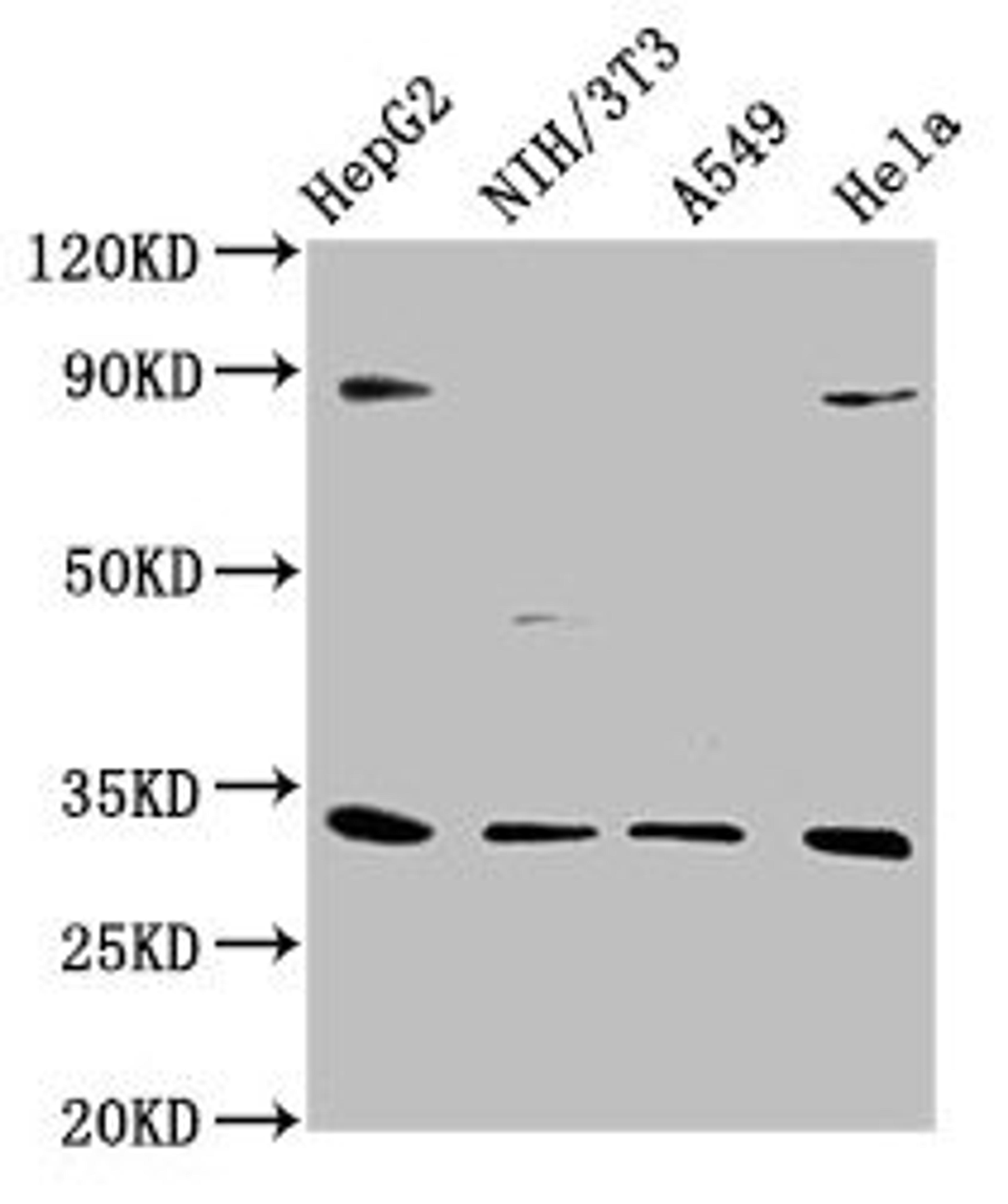 Western Blot. Positive WB detected in: HepG2 whole cell lysate, NIH/3T3 whole cell lysate, A549 whole cell lysate, Hela whole cell lysate. All lanes: DUSP4 antibody at 1:1000. Secondary. Goat polyclonal to rabbit IgG at 1/50000 dilution. Predicted band size: 43, 33 kDa. Observed band size: 33 kDa