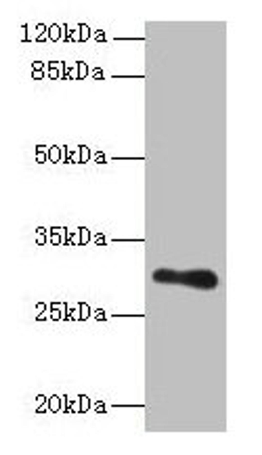 Western blot. All lanes: TMEM176B antibody at 8µg/ml + Human placenta tissue. Secondary. Goat polyclonal to rabbit IgG at 1/10000 dilution. Predicted band size: 30, 26 kDa. Observed band size: 30 kDa