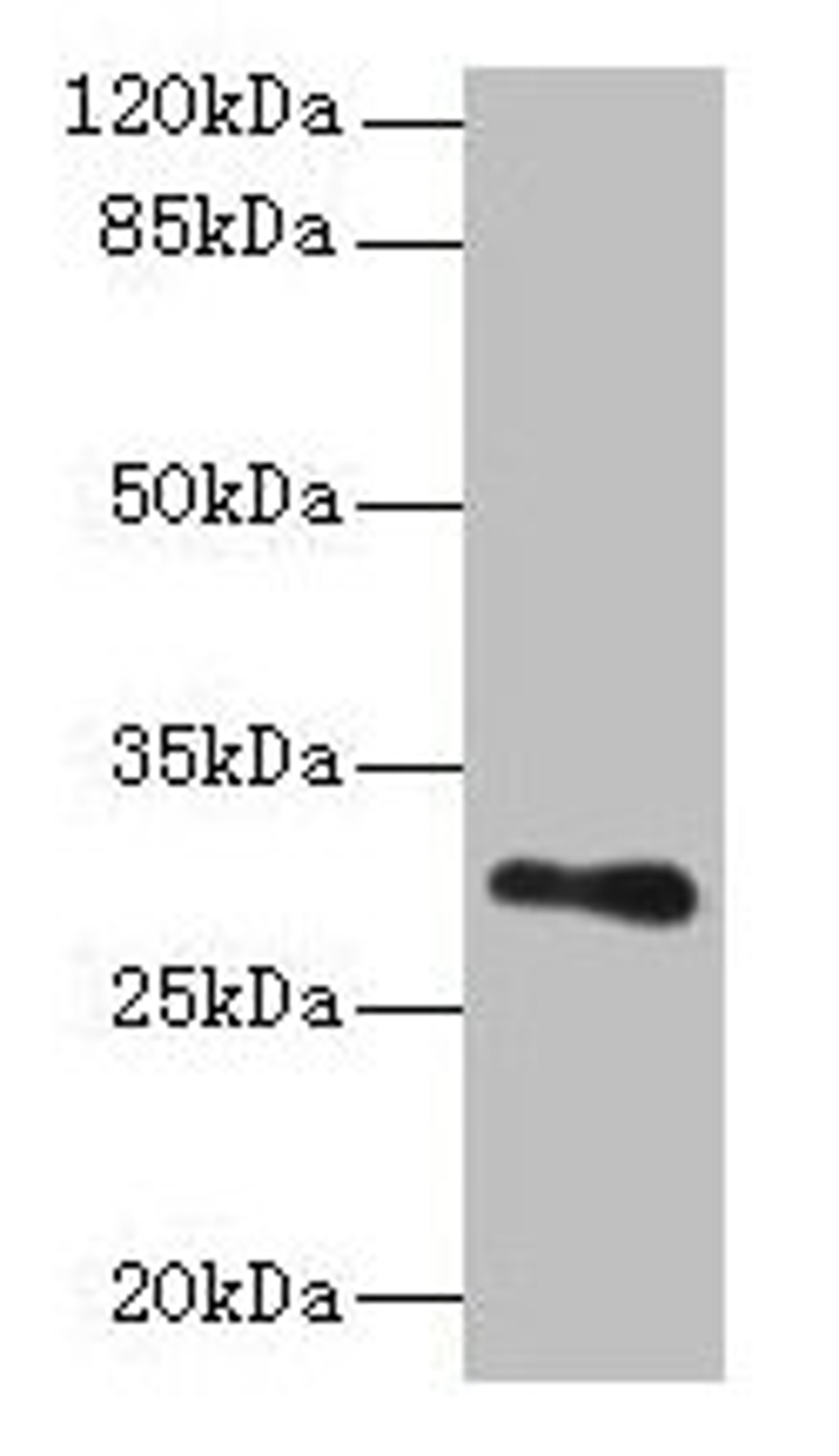 Western blot. All lanes: TMEM176B antibody at 8µg/ml + Human placenta tissue. Secondary. Goat polyclonal to rabbit IgG at 1/10000 dilution. Predicted band size: 30, 26 kDa. Observed band size: 30 kDa