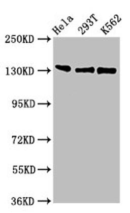 Western Blot. Positive WB detected in: Hela whole cell lysate, 293T whole cell lysate, K562 whole cell lysate. All lanes: RFX1 antibody at 3ug/ml. Secondary. Goat polyclonal to rabbit IgG at 1/50000 dilution. Predicted band size: 105 kDa. Observed band size: 105 kDa. 
