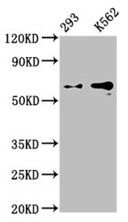 Western Blot. Positive WB detected in: 293 whole cell lysate, K562 whole cell lysate. All lanes: GPC3 antibody at 0.9μg/ml. Secondary. Goat polyclonal to rabbit IgG at 1/50000 dilution. Predicted band size: 66, 60, 69 KDa. Observed band size: 66 KDa. 