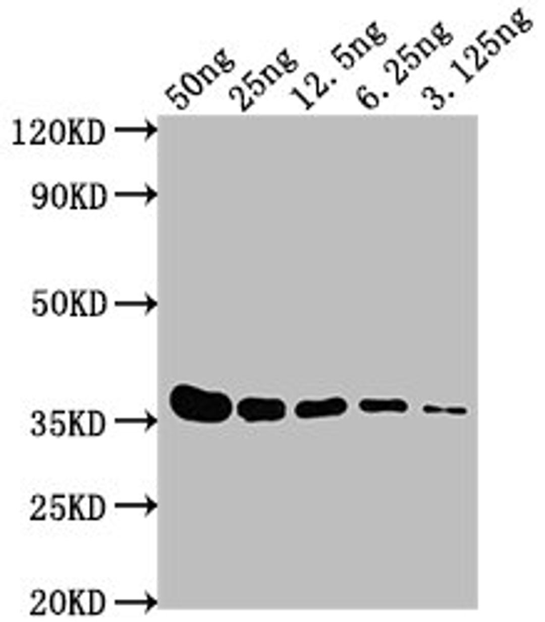 Western Blot. Positive WB detected in: E-tagged fusion protein at 50ng, 25ng, 12.5ng, 6.25ng, 3.125ng. All lanes: E-Tag antibody at 1:1000. Secondary. Goat polyclonal to Mouse IgG at 1/10000 dilution. Predicted band size: 36 kDa. Observed band size: 36 kDa. 