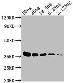 Western Blot. Positive WB detected in: E-tagged fusion protein at 50ng, 25ng, 12.5ng, 6.25ng, 3.125ng. All lanes: E-Tag antibody at 1:1000. Secondary. Goat polyclonal to Mouse IgG at 1/10000 dilution. Predicted band size: 36 kDa. Observed band size: 36 kDa. 