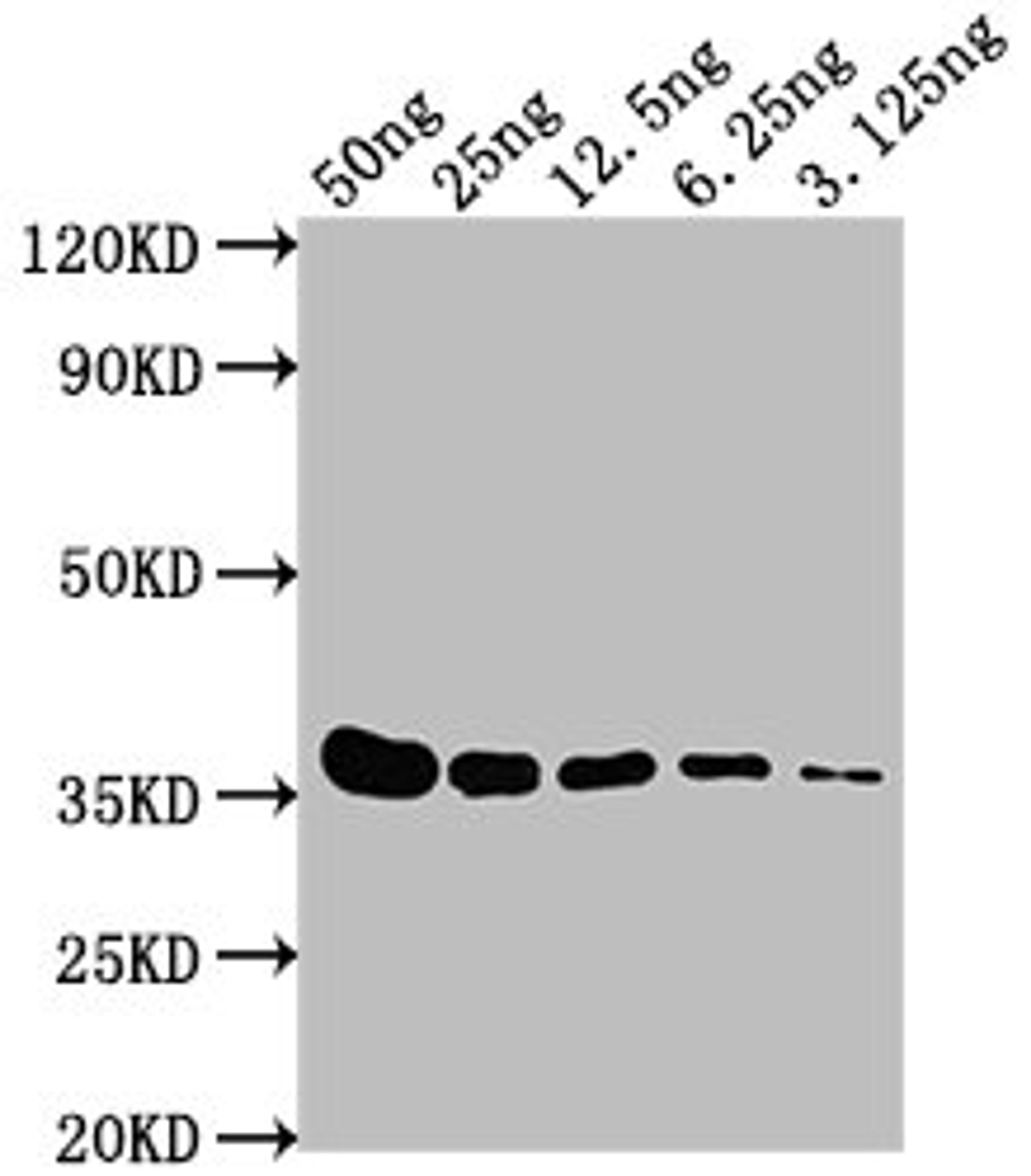 Western Blot. Positive WB detected in: E-tagged fusion protein at 50ng, 25ng, 12.5ng, 6.25ng, 3.125ng. All lanes: E-Tag antibody at 1:1000. Secondary. Goat polyclonal to Mouse IgG at 1/10000 dilution. Predicted band size: 36 kDa. Observed band size: 36 kDa. 