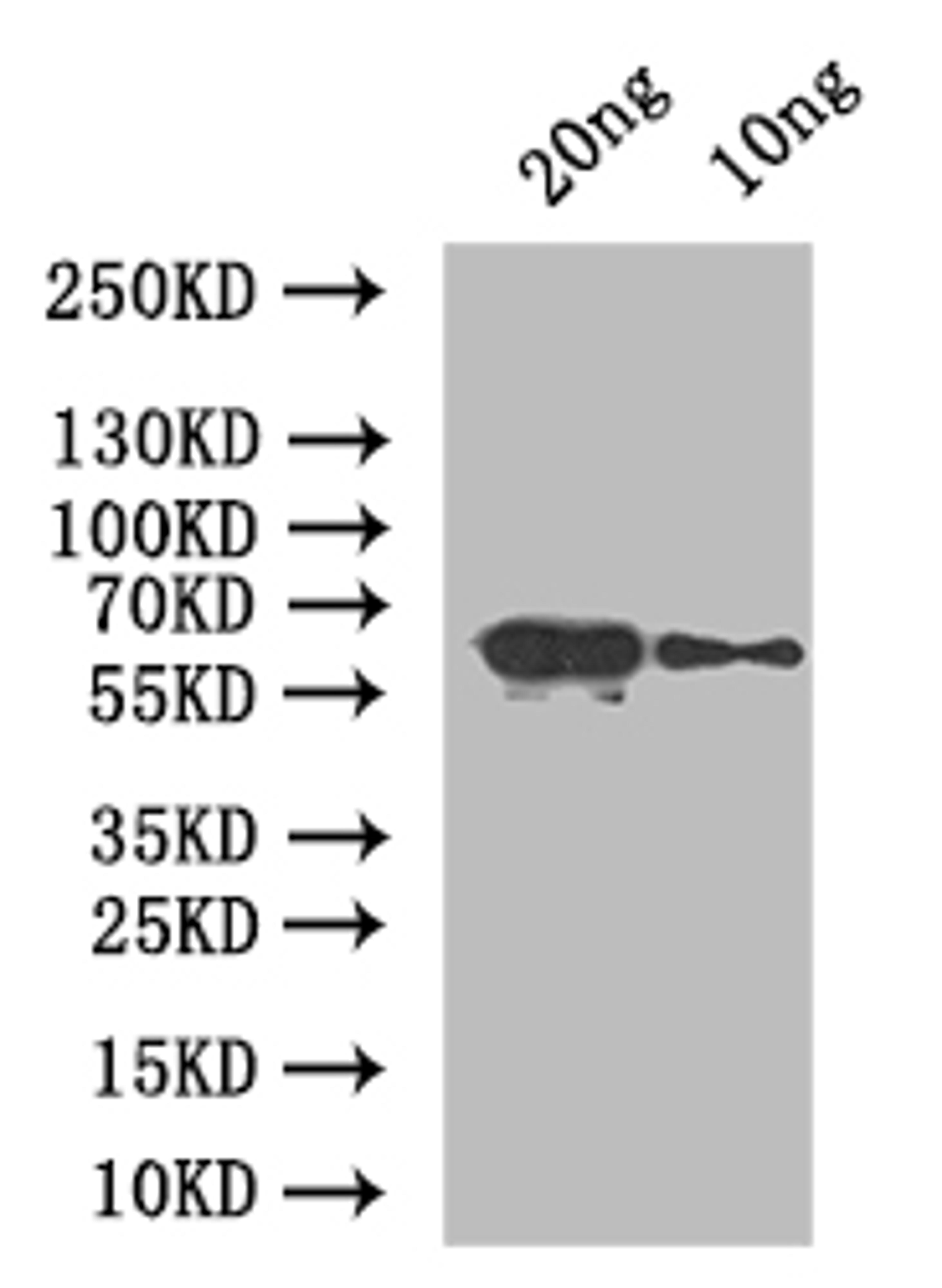 Western Blot. Positive WB detected in: recombinant protein. All lanes: At5g42100 Antibody at 1:1000. Secondary. Goat polyclonal to rabbit IgG at 1/50000 dilution. Predicted band size: 66 kDa. Observed band size: 66 kDa.