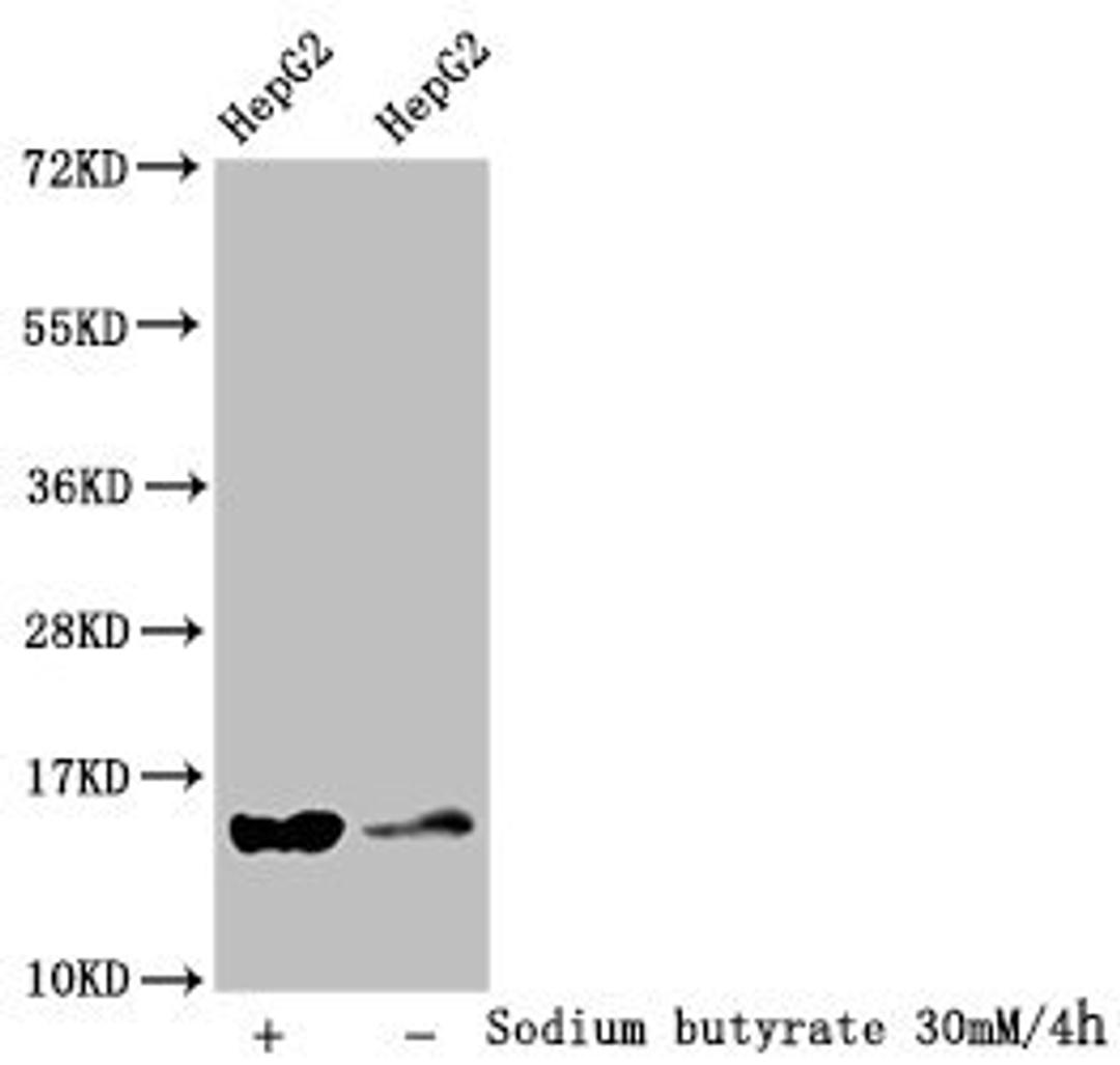 Western Blot. Detected samples: HepG2 whole cell lysate; Untreated (-) or treated (+) with 30mM sodium butyrate for 4h. All lanes: HIST1H2AG antibody at 1:100. Secondary. Goat polyclonal to rabbit IgG at 1/50000 dilution. Predicted band size: 15 kDa. Observed band size: 15 kDa