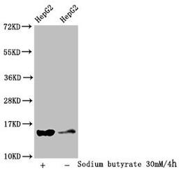 Western Blot. Detected samples: HepG2 whole cell lysate; Untreated (-) or treated (+) with 30mM sodium butyrate for 4h. All lanes: HIST1H2AG antibody at 1:100. Secondary. Goat polyclonal to rabbit IgG at 1/50000 dilution. Predicted band size: 15 kDa. Observed band size: 15 kDa