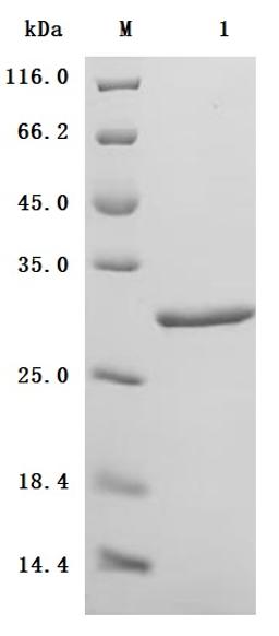 (Tris-Glycine gel) Discontinuous SDS-PAGE (reduced) with 5% enrichment gel and 15% separation gel.
