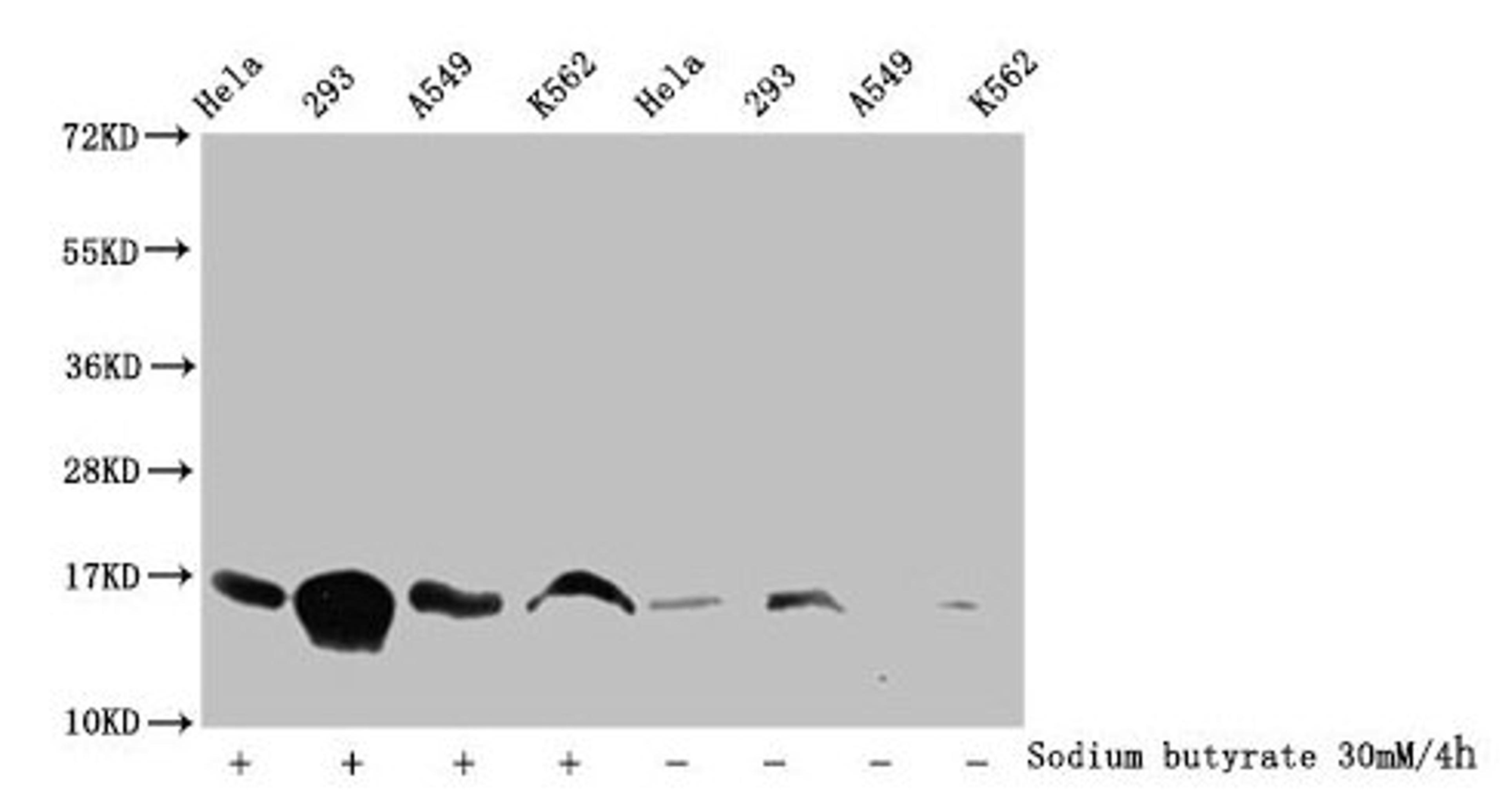 Western Blot. Detected samples: Hela whole cell lysate, 293 whole cell lysate, A549 whole cell lysate, K562 whole cell lysate; Untreated (-) or treated (+) with 30mM sodium butyrate for 4h. All lanes: HIST1H3A antibody at 1:100. Secondary. Goat polyclonal to rabbit IgG at 1/50000 dilution. Predicted band size: 16 kDa. Observed band size: 16 kDa