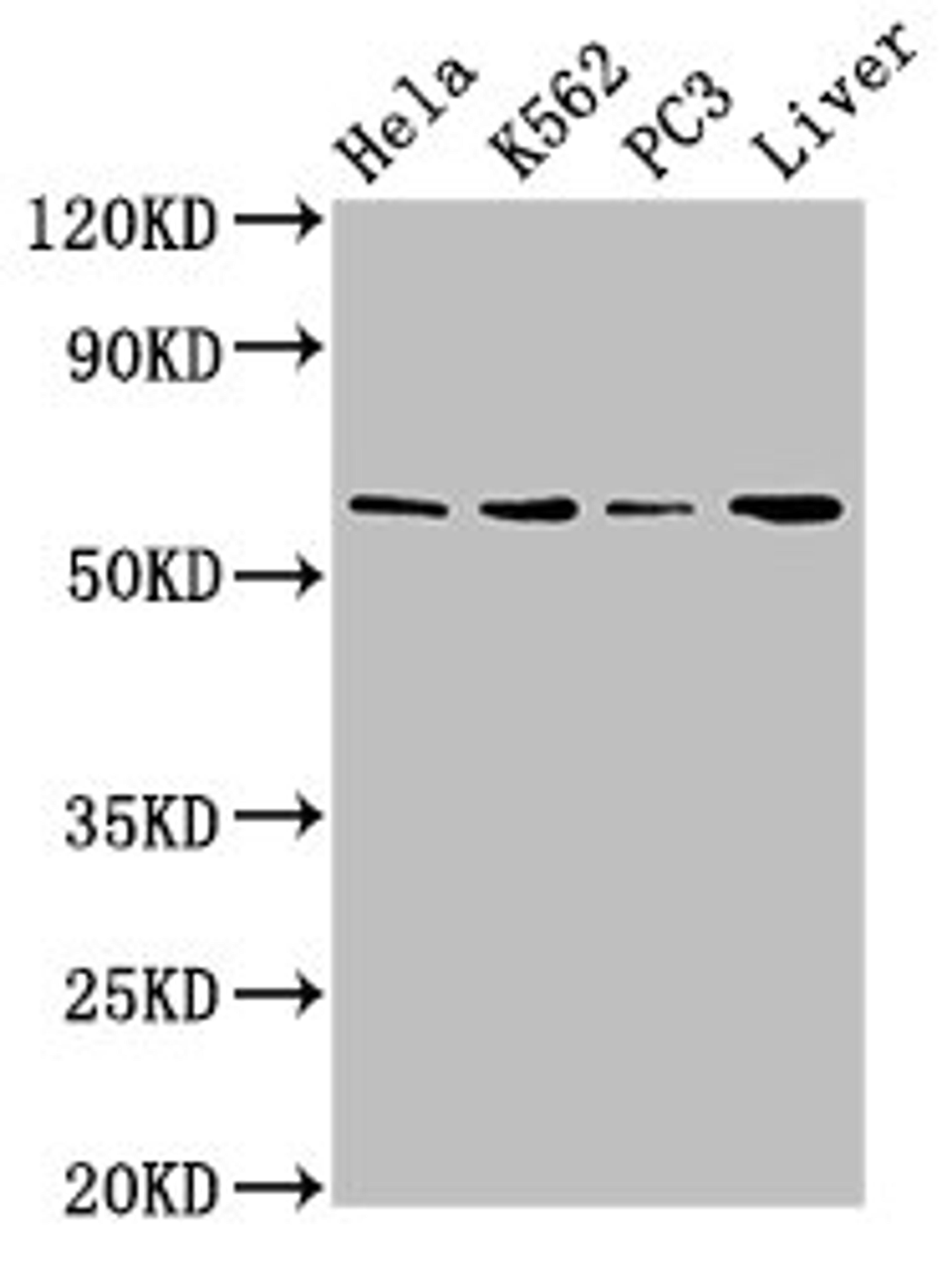 Western Blot. Positive WB detected in: Hela whole cell lysate, K562 whole cell lysate, PC-3 whole cell lysate, Mouse liver tissue. All lanes: RORA antibody at 2.7ug/ml. Secondary. Goat polyclonal to rabbit IgG at 1/50000 dilution. Predicted band size: 59, 64, 62, 54 kDa. Observed band size: 59 kDa. 