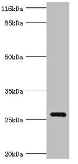 Western blot. All lanes: OFCC1 antibody at 2µg/ml + Mouse gonadal tissue. Secondary. Goat polyclonal to rabbit IgG at 1/10000 dilution. Predicted band size: 27, 32, 21, 14, 16 kDa. Observed band size: 27 kDa