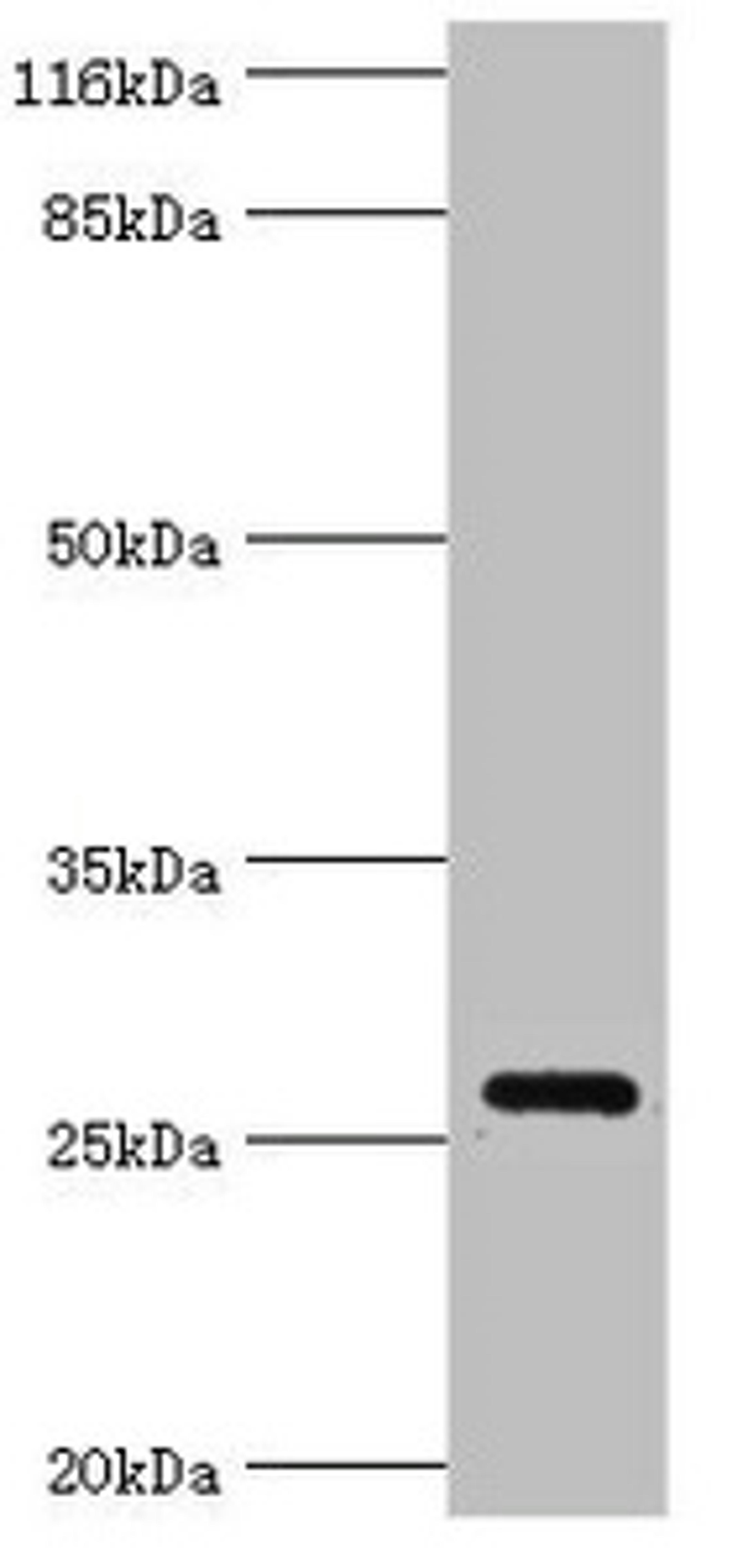 Western blot. All lanes: OFCC1 antibody at 2µg/ml + Mouse gonadal tissue. Secondary. Goat polyclonal to rabbit IgG at 1/10000 dilution. Predicted band size: 27, 32, 21, 14, 16 kDa. Observed band size: 27 kDa