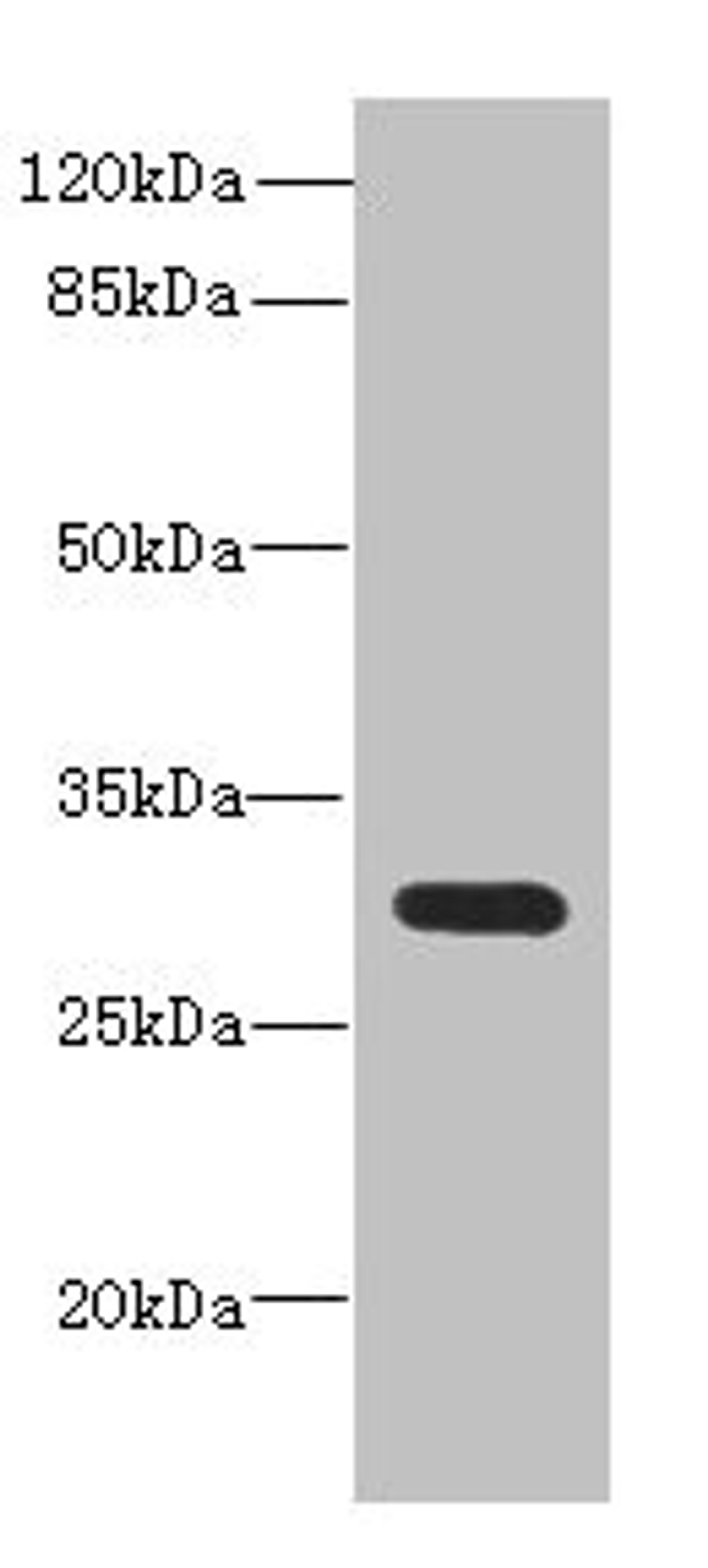 Western blot. All lanes: CD200antibody at 0.71ug/ml + Mouse kidney tissue. Secondary. Goat polyclonal to rabbit IgG at 1/10000 dilution. Predicted band size: 32, 31, 33 kDa. Observed band size: 32 kDa. 