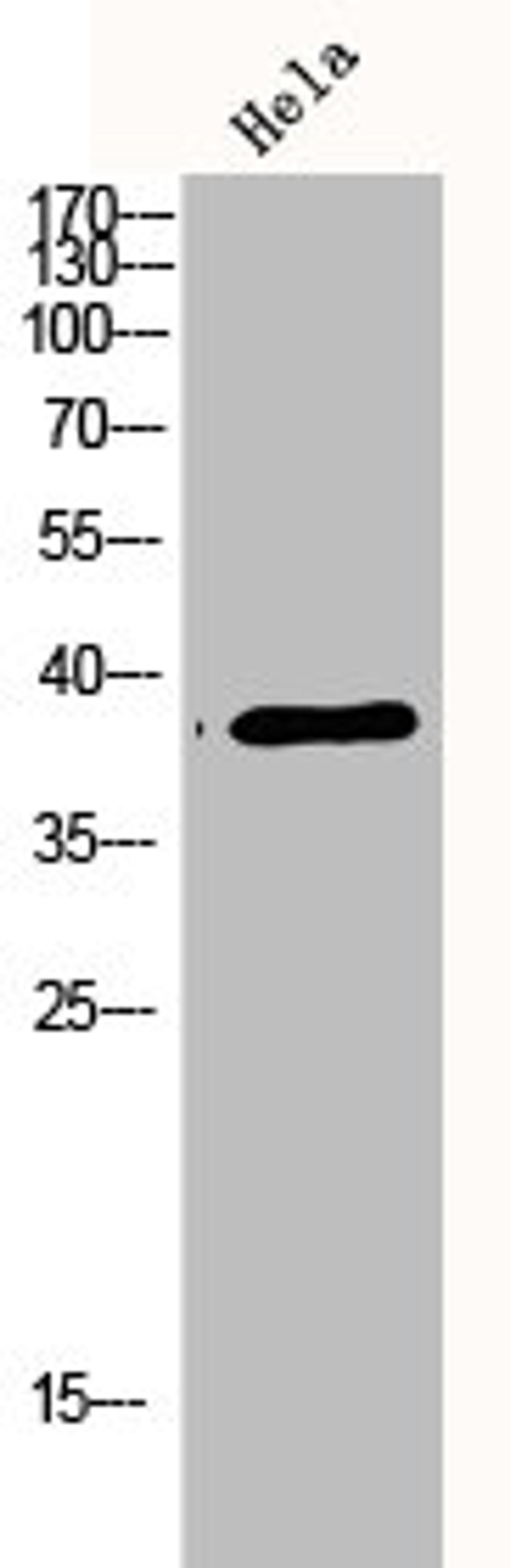 Western Blot analysis of hela cells using p38 Polyclonal Antibody